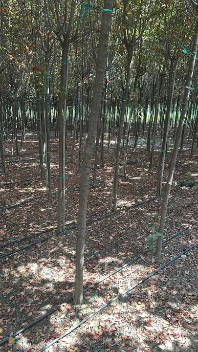 Fidan sıraları